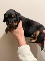 Rotty, a male Aussiedoodle for sale in Appleton, WI – Photo 3 of 4