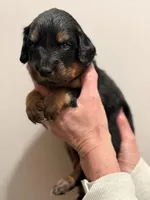 Rotty, a male Aussiedoodle for sale in Appleton, WI – Photo 1 of 4