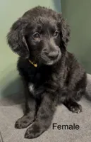 Daisy, a female Aussiedoodle for sale in Appleton, WI – Photo 1 of 3