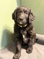 Daisy, a female Aussiedoodle for sale in Appleton, WI – Photo 2 of 3