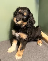 Duke, a male Aussiedoodle for sale in Appleton, WI – Photo 2 of 3