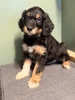 Duke, a male Aussiedoodle for sale in Appleton, WI – Photo 3 of 3