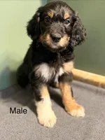 Duke, a male Aussiedoodle for sale in Appleton, WI – Photo 1 of 3