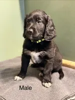 Gunner, a male Aussiedoodle for sale in Appleton, WI – Photo 1 of 3