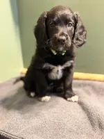 Gunner, a male Aussiedoodle for sale in Appleton, WI – Photo 3 of 3