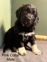 Pearl, a male Aussiedoodle for sale in Appleton, WI – Photo 1 of 3