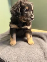 Benson, a male Aussiedoodle for sale in Appleton, WI – Photo 4 of 4