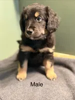 Benson, a male Aussiedoodle for sale in Appleton, WI – Photo 1 of 4