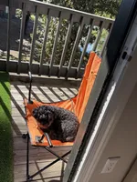 Prince, a male Shihpoo for sale in Cordova, TN – 2 of 3