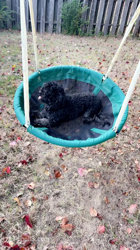 Prince – Shihpoo puppy for sale in Cordova, TN