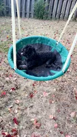 Prince, a male Shihpoo for sale in Cordova, TN – 1 of 3