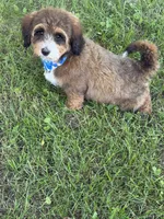F1B Mini Bernedoodle, a male Poodle - Miniature  and Miniature Bernedoodle for sale in Richmond, IL – 5 of 5