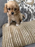 cavapoo, a male Cavapoo for sale in Richmond, IL – 3 of 4