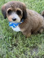 F1B Mini Bernedoodle, a male Poodle - Miniature  and Miniature Bernedoodle for sale in Richmond, IL – 4 of 5