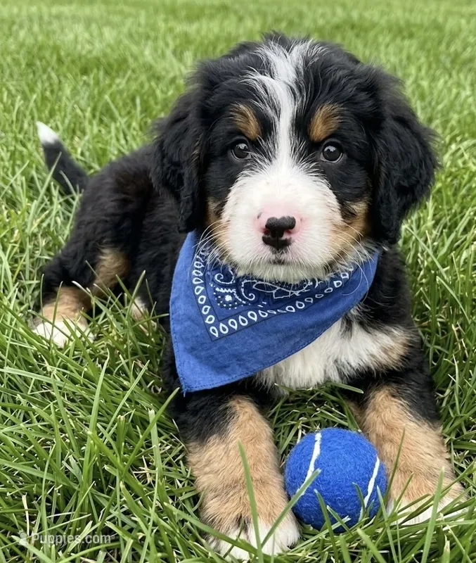 F1 Bernedoodle – Bernedoodle puppy for sale in Richmond, IL
