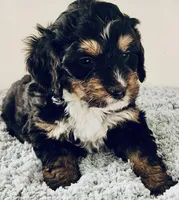 MINI BERNEDOODLE, a female Miniature Bernedoodle for sale in Richmond, IL – Photo 3 of 6