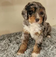 MINI BERNEDOODLE, a female Miniature Bernedoodle for sale in Richmond, IL – Photo 6 of 6