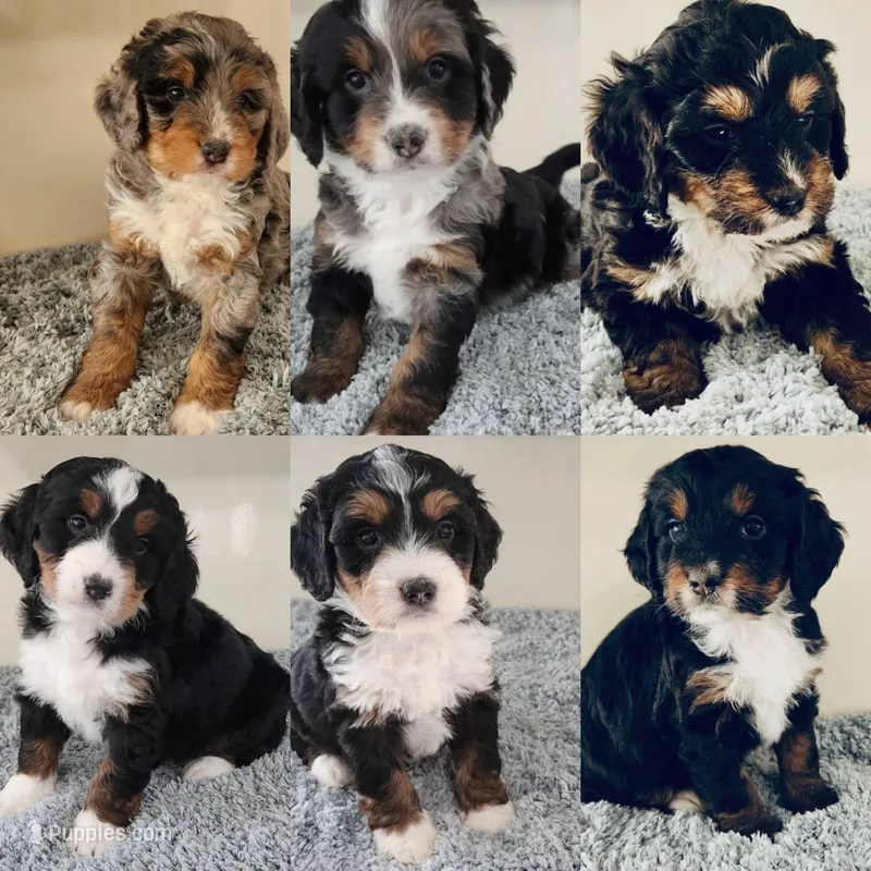 MINI BERNEDOODLE, a female Miniature Bernedoodle for sale in Richmond, IL – Photo 1 of 6