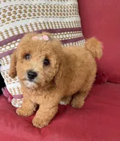 f1b mini bernedoodle, a female Poodle - Miniature  and Miniature Bernedoodle for sale in Richmond, IL – 2 of 5