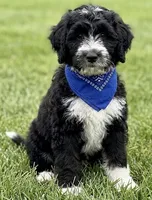 F1B Mini Bernedoodle, a male Poodle - Miniature  and Miniature Bernedoodle for sale in Richmond, IL – 2 of 6