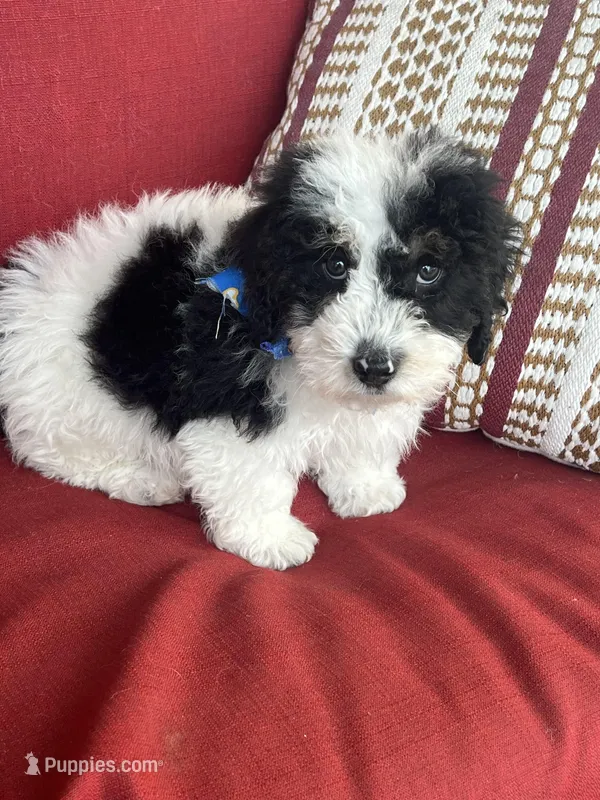 f1b mini bernedoodle