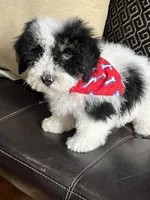 f1b mini bernedoodle, a male Miniature Bernedoodle for sale in Richmond, IL – Photo 5 of 7