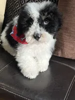 f1b mini bernedoodle, a male Miniature Bernedoodle for sale in Richmond, IL – Photo 6 of 7