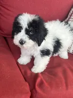 f1b mini bernedoodle, a male Miniature Bernedoodle for sale in Richmond, IL – Photo 3 of 7