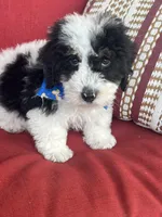 f1b mini bernedoodle, a male Miniature Bernedoodle for sale in Richmond, IL – Photo 4 of 7