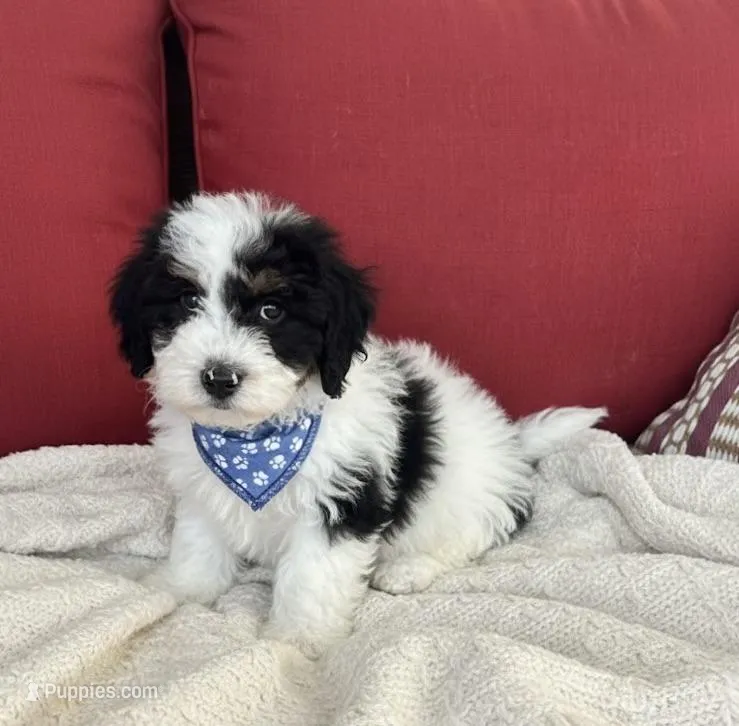 f1b mini bernedoodle