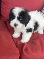 f1b mini bernedoodle, a male Miniature Bernedoodle for sale in Richmond, IL – Photo 7 of 7