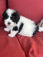 f1b mini bernedoodle, a male Miniature Bernedoodle for sale in Richmond, IL – Photo 2 of 7