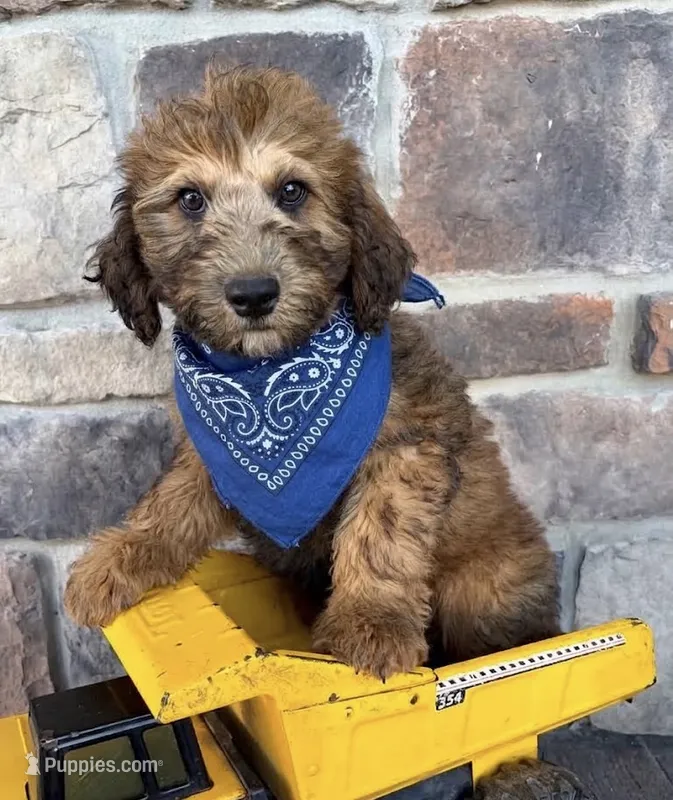 whoodle – Whoodle puppy for sale in Richmond, IL