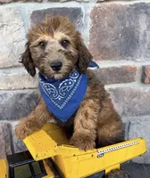 whoodle, a male Whoodle for sale in Richmond, IL – 1 of 2