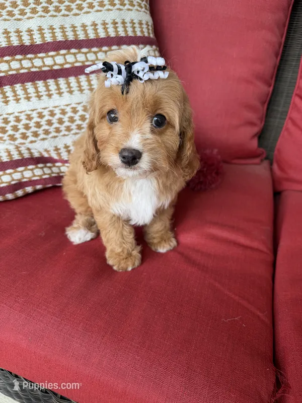 cavapoo – Cavapoo puppy for sale in Richmond, IL