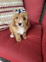 cavapoo, a female Cavapoo for sale in Richmond, IL – 1 of 4