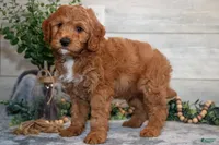 f1b mini goldendoodle, a male Miniature Goldendoodle for sale in Richmond, IL – 3 of 5