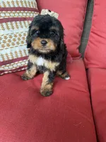 cavapoo, a female Cavapoo for sale in Richmond, IL – 5 of 5