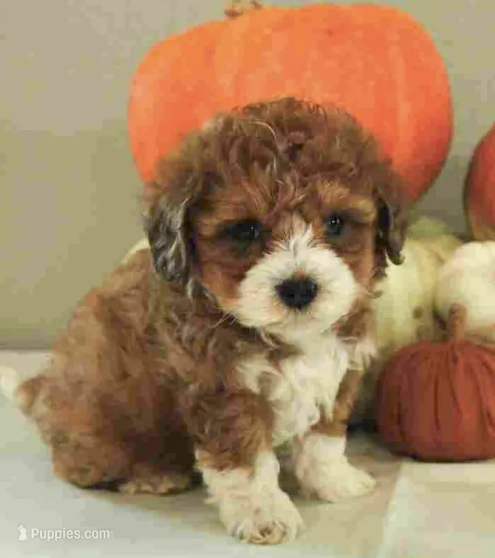 f1b Mini Bernedoodle – Poodle - Miniature , Miniature Bernedoodle puppy for sale in Richmond, IL