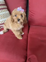 cavapoo, a female Cavapoo for sale in Richmond, IL – 2 of 4