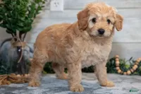 f1b mini goldendoodle, a male Miniature Goldendoodle for sale in Richmond, IL – 3 of 5