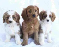 cavapoo, a male Cavapoo for sale in Richmond, IL – 2 of 2