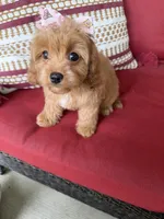 cavapoo, a female Cavapoo for sale in Richmond, IL – 3 of 4