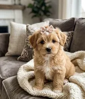 whoodle, a female Whoodle for sale in Richmond, IL – Photo 2 of 5