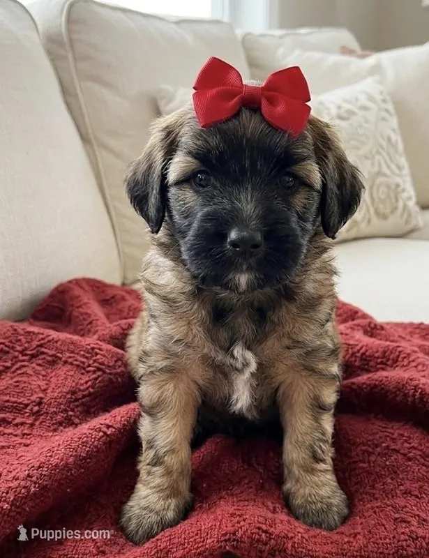 whoodle – Whoodle puppy for sale in Richmond, IL