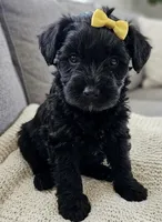 whoodle, a female Whoodle for sale in Richmond, IL – Photo 3 of 5