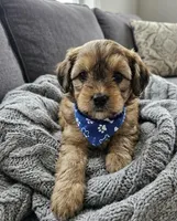 whoodle, a female Whoodle for sale in Richmond, IL – Photo 5 of 5