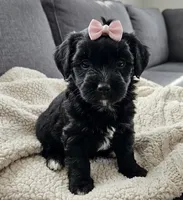 whoodle, a female Whoodle for sale in Richmond, IL – Photo 4 of 5