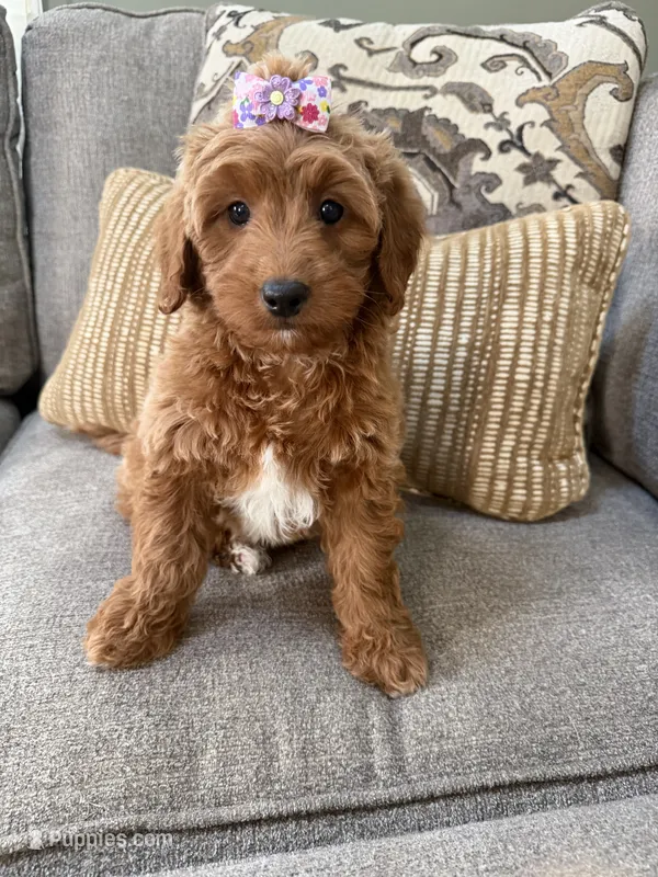 F1B Mini Goldendoodle – Miniature Goldendoodle puppy for sale in Richmond, IL