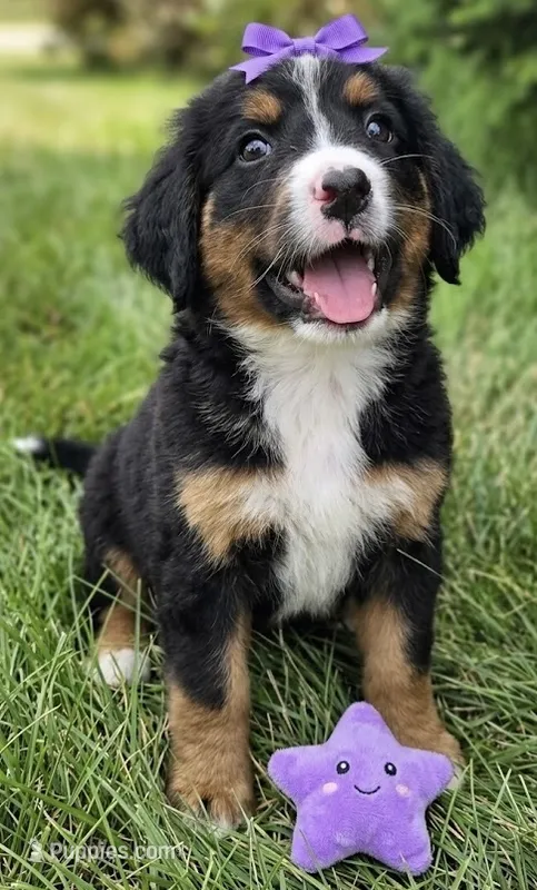 F1 Bernedoodle – Bernedoodle puppy for sale in Richmond, IL